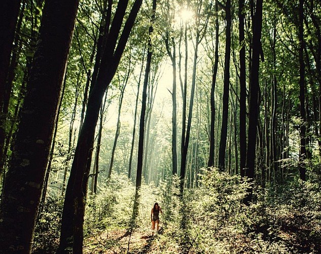 Sentier et lumière dans la forêt de Montagnol