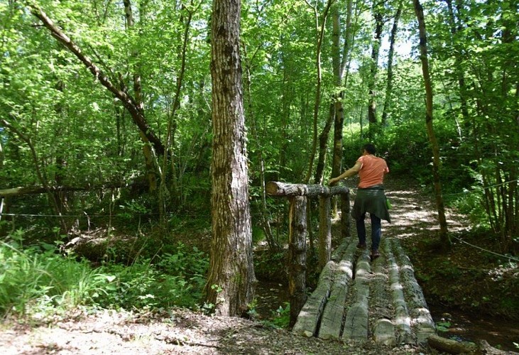 Sous-bois à Montfa