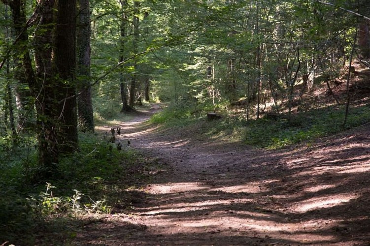 Forêt