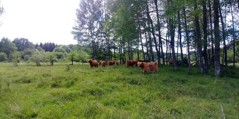 Troupeau Highland Cattle