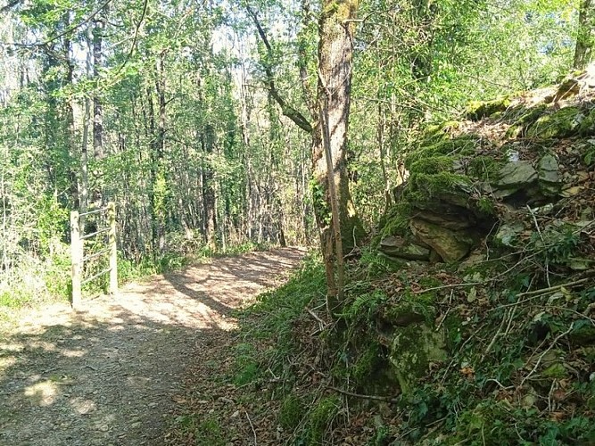 chemin en forêt sur le sentier des trésors de la Nature
