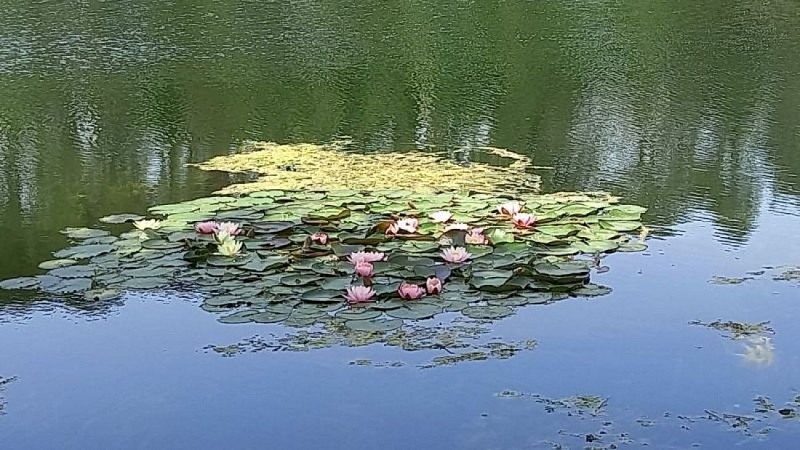 Lotus en fleurs