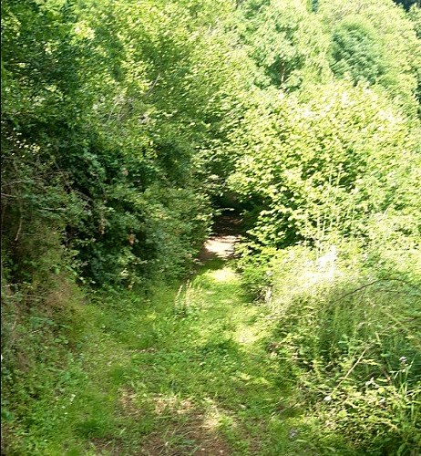 sentier bois du prince