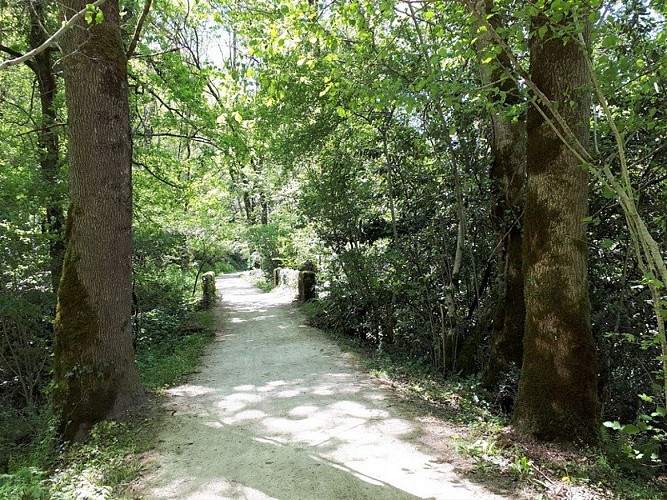 Petit pont en sous-bois