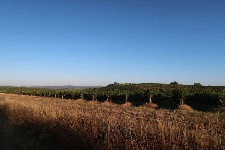 Point de vue sur les vignes