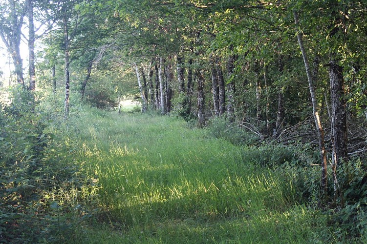 Dans le bois
