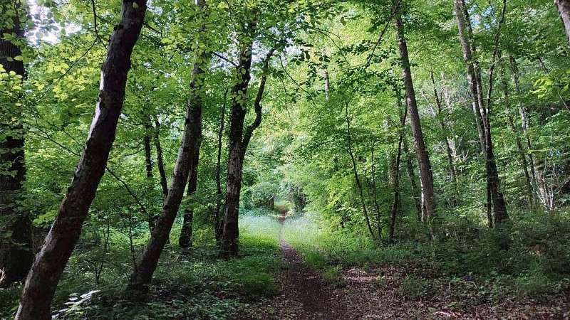 Bois de la Grande Jurée | Longchamps sur Aire
