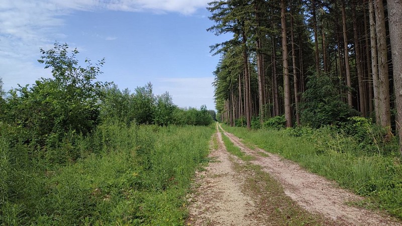 Chemin forestier | Longchamps sur Aire