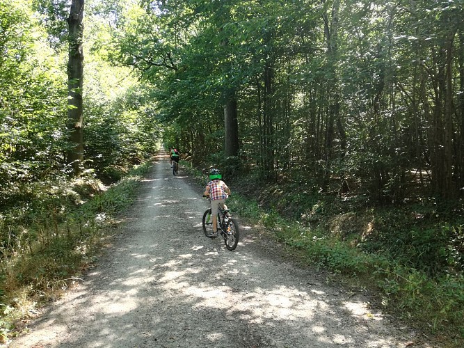 Forêt de Ferrières
