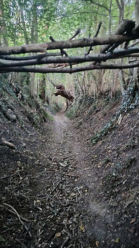 Chemin creux visité...