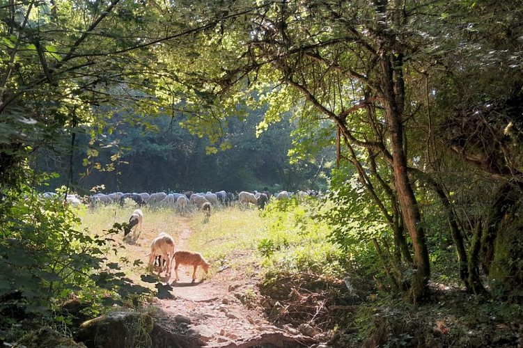Vallon de l'Aiguebrun