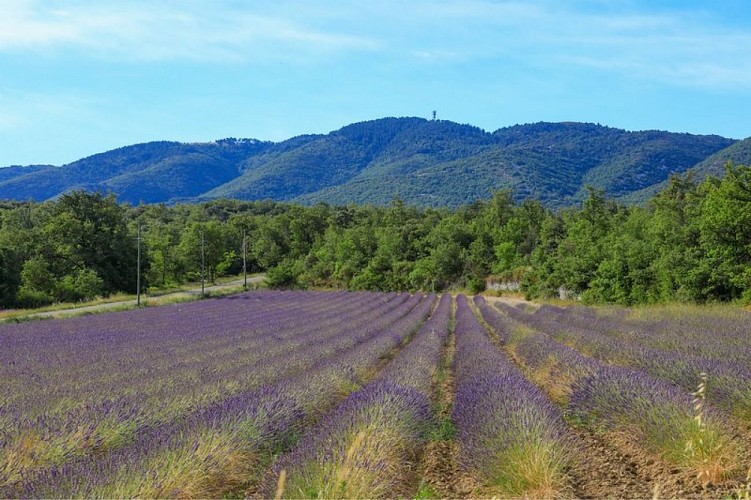 Plateau des Claparèdes et Grand Luberon