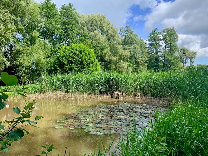 Etang près de l'arboretum de Roederen