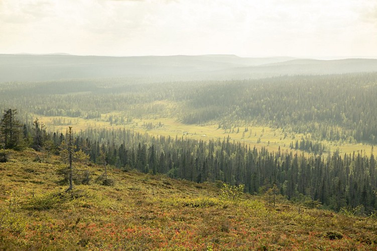 Rando de Riisin Rietas dans le parc national de Riisitunturi en Laponie finlandaise