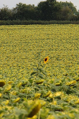 Tournesol la loge au moine