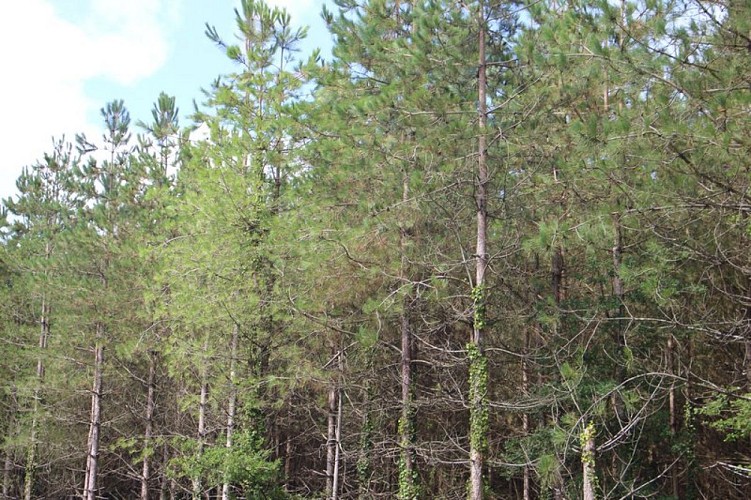 Sapins sur le circuit de la Loge au Moine