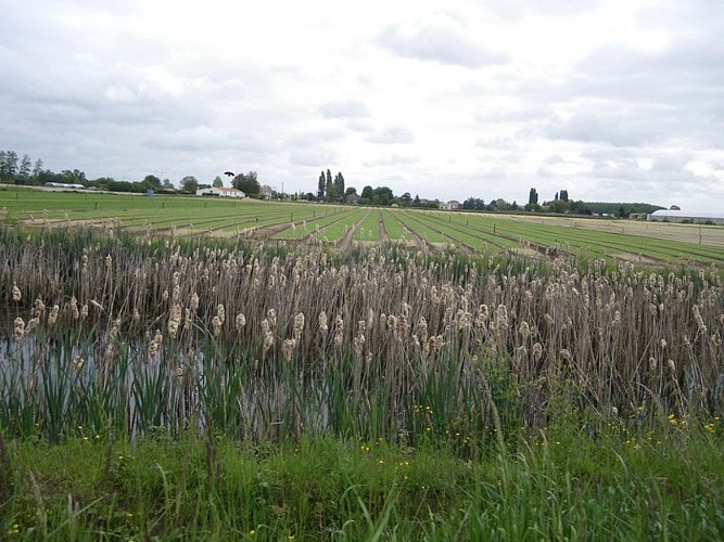 circuit-loire-stdeconcelles-levignoblenantes-tourisme (6)