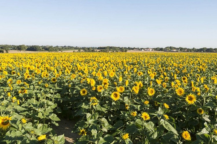 Les champs de tournesols - la Plaine-sur-Mer_4