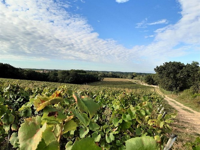 circuit entre moulins et chateaux la haye fouassiere