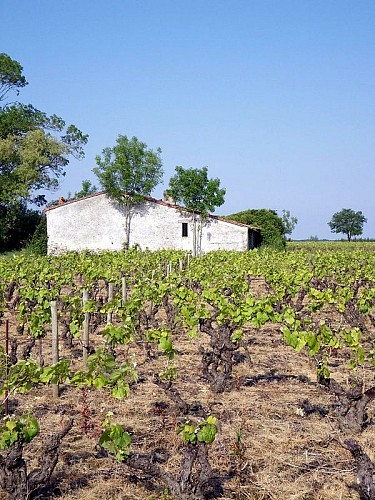circuit-boucle-pedestre-vigners-en-villages-la-haye-fouassiere-44-ITI (1)