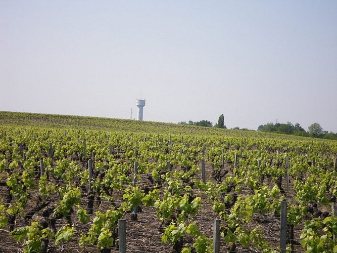 circuit-boucle-pedestre-vigners-en-villages-la-haye-fouassiere-44-ITI (3)