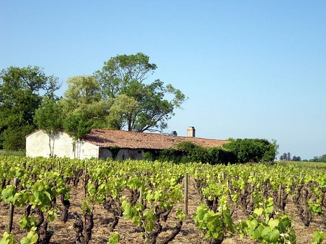circuit-boucle-pedestre-vigners-en-villages-la-haye-fouassiere-44-ITI (6)