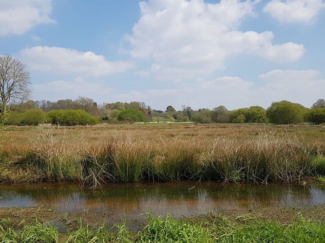 Marais de Fégréac_1