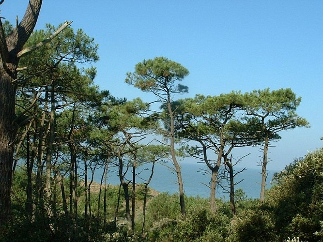 dune-boisee6-5008_3