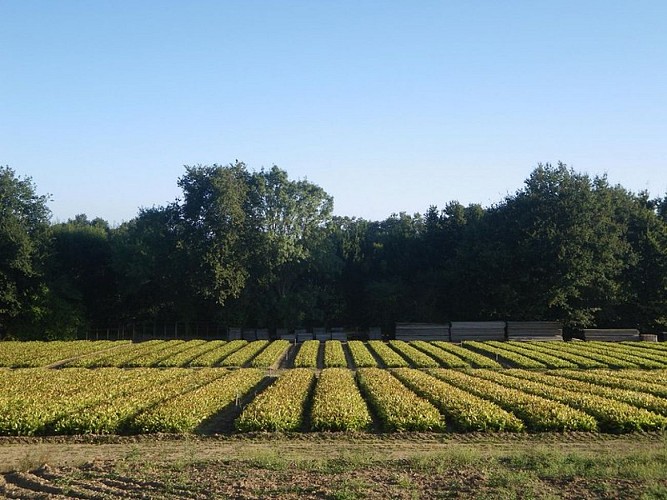 circuit-chateau-hte-goulaine-levignoblenantes-tourisme (2)