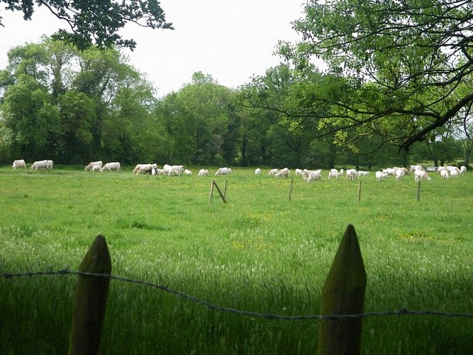 circuit-chateau-hte-goulaine-levignoblenantes-tourisme (8)