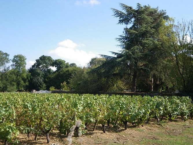 circuit-petitanjou-stjulien-levignoblenantes-tourisme (1)