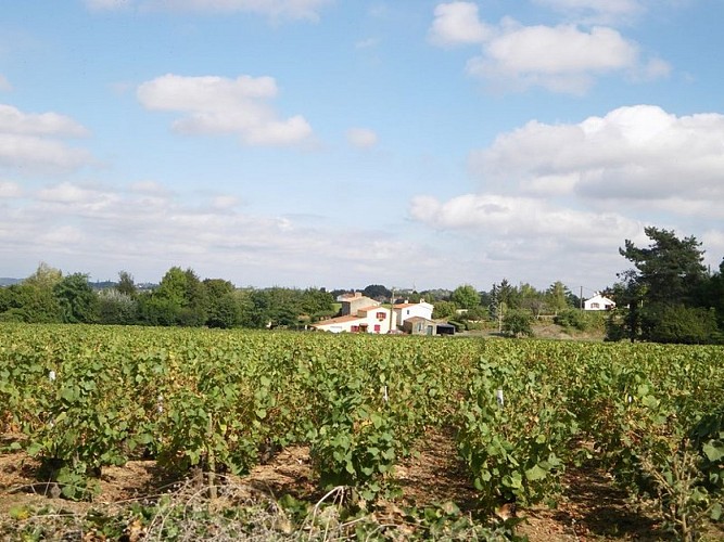 circuit-petitanjou-stjulien-levignoblenantes-tourisme (5)