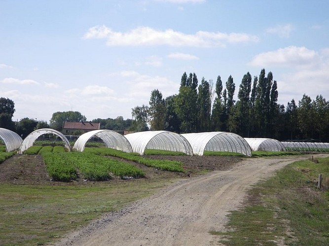 circuit-petitanjou-stjulien-levignoblenantes-tourisme (8)