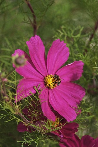 saintpereenretz-campagne-abeille2-bd-ddufour-2021-10118_5