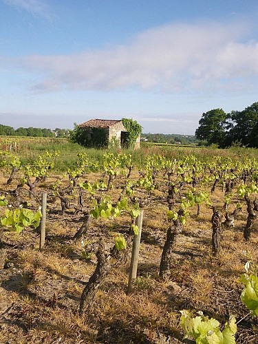 circuit-boucle-pedestre-vignes-et-rivieres-maisdon-sur-sevre-44-ITI (1)