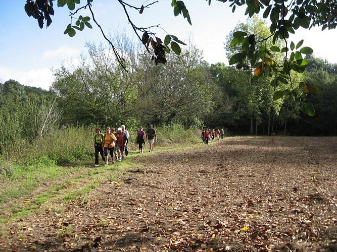 circuit-boucle-pedestre-vignes-et-rivieres-maisdon-sur-sevre-44-ITI (4)