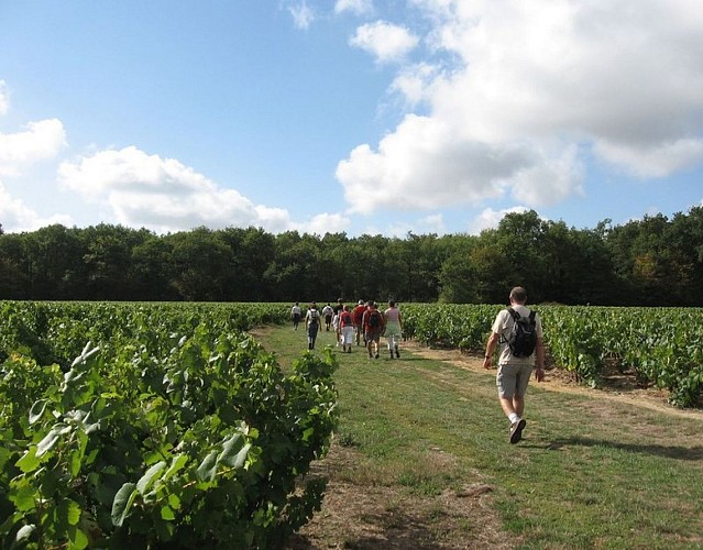 circuit-boucle-pedestre-vignes-et-rivieres-maisdon-sur-sevre-44-ITI (5)