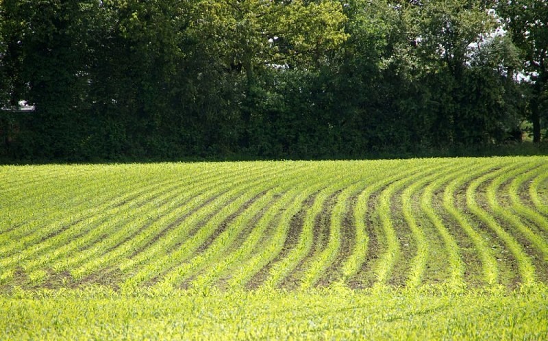La campagne micheloise_3
