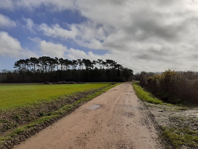 Chemin rural Assérac_1