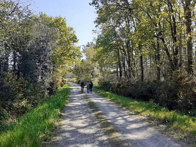 chemin rural Assérac_3