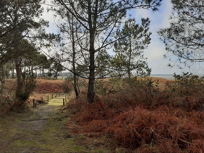 dunes de Pont-Mahé_4
