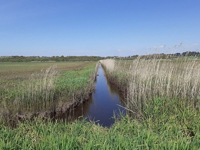marais du Caire _5