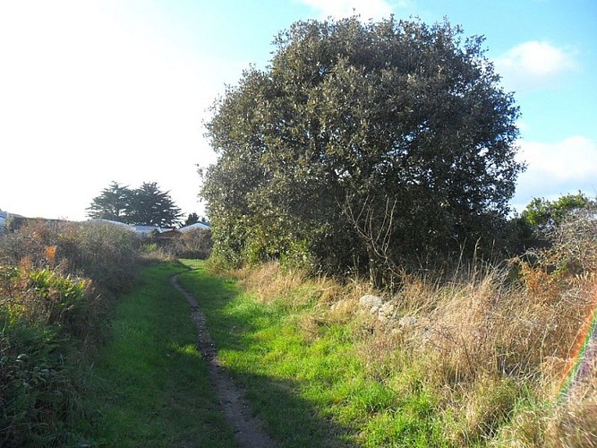 Du sel aux vignes - Le Croisic - chemin_5