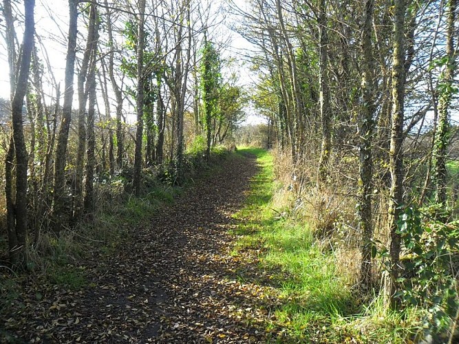 Du sel aux vignes - Le Croisic - chemin_4