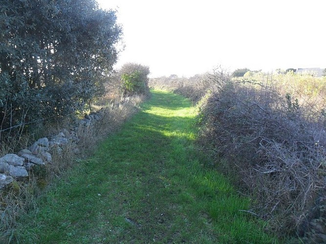 Du sel aux vignes - Le Croisic - chemin des Vignes_3