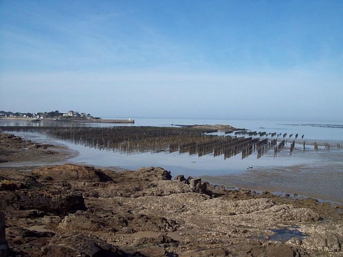 Circuit Entre sel terre - Assérac - Vue sur la pointe de Merquel_1