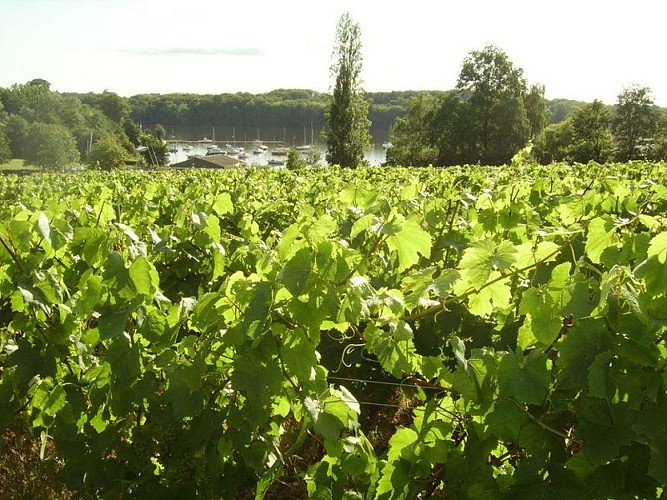 photos-vignes-port-jean