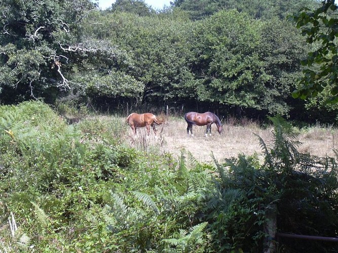 sentier_rideau05