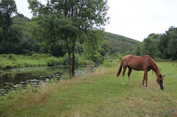 Cheval au bord du Hâvre