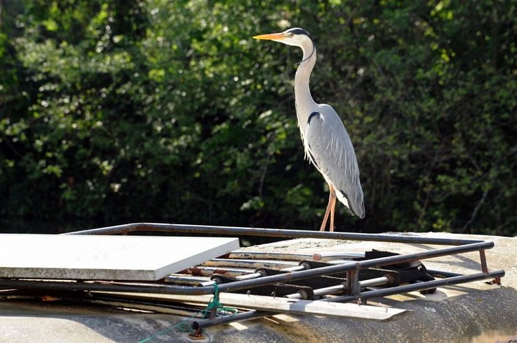 HERON_NANTES METROPOLE